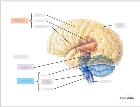 Forebrain, Midbrain, Hindbrain Diagram | Quizlet