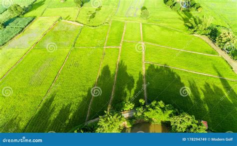 Aerial View of a Rice Fields Stock Image - Image of environment, paddy: 178294749