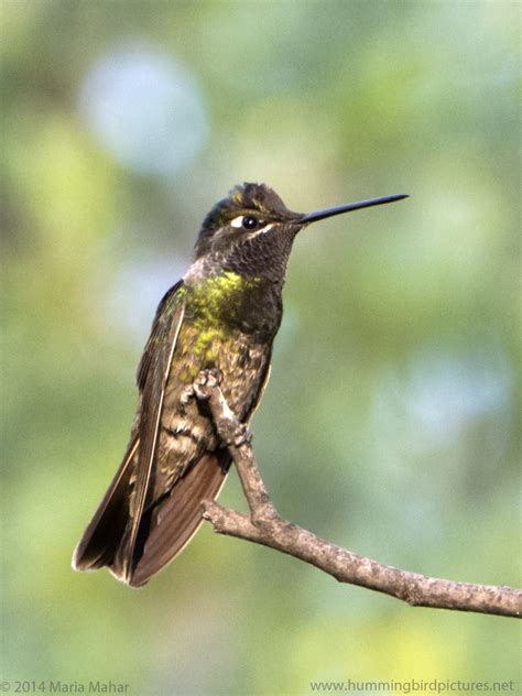 Magnificent Hummingbird