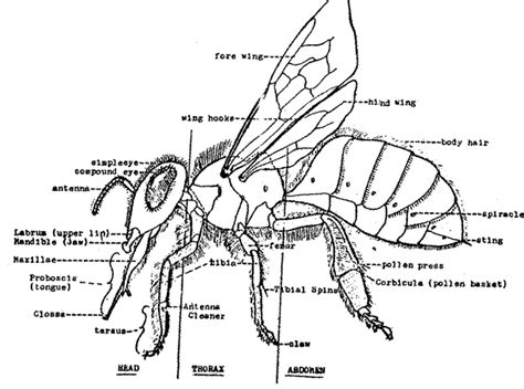 Honey Bee Anatomy - Honey Bees - The sweetest pollinators on Earth