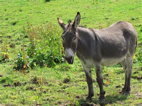 Donkey In The Meadow 3 Free Stock Photo - Public Domain Pictures