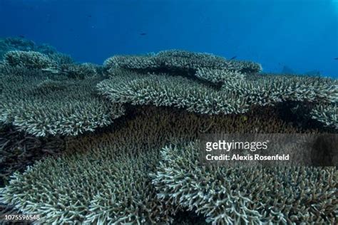 535 Tubbataha Reef Stock Photos, High-Res Pictures, and Images - Getty Images