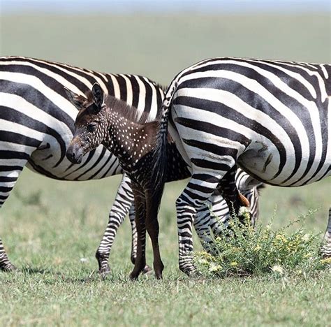 Photos: A unique little baby Zebra was 'spotted' in a reserve yesterday!