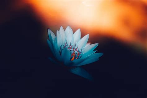 HD wallpaper: Blue lotus, 4K | Wallpaper Flare