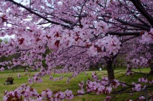 The Best Spots to See Cherry Blossoms around Sapporo - GaijinPot Travel