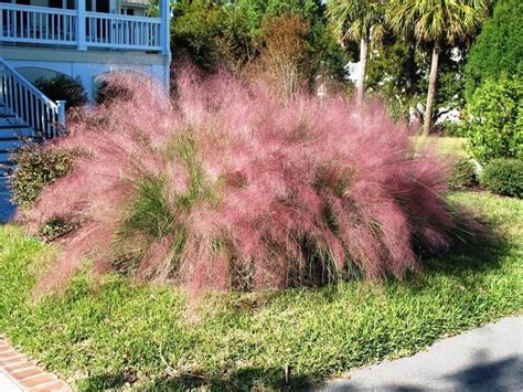 Learn When and How to Plant Pink Muhly Grass - A Resilient Pink Wonder