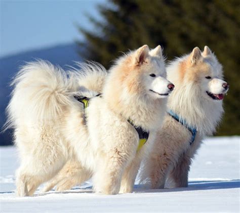 Top 10 White Dog Breeds - Canines as White as Snow