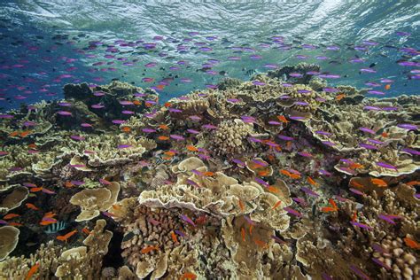 Great Barrier Reef suffers widespread coral bleaching | AP News