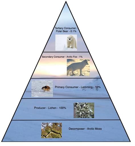 Arctic Tundra Biome Food Web | Arctic Tundra Biome Food Web | Arctic tundra, Food web, Tundra