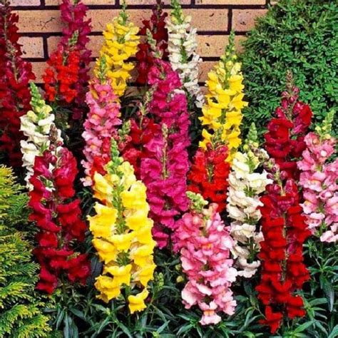 ANTIRRHINUM SEEDS - Eassy Gardening