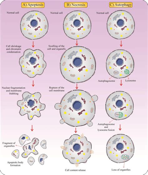 Three different forms of cell death: A) apoptosis is a form of cell... | Download Scientific Diagram