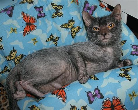 Lykoi Cat Breed Kittens Info, Temperament, Care, Training, Pictures