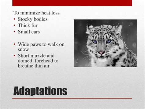 PPT - Snow Leopard PowerPoint Presentation, free download - ID:6661107