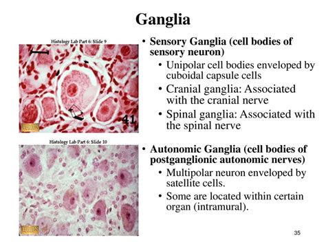 Parasympathetic Ganglion Histology