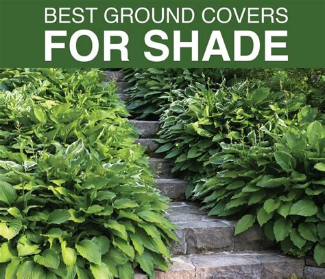 Best Ground Covers for Shady Gardens - Longfield Gardens | Sloped garden, Ground cover, Backyard ...