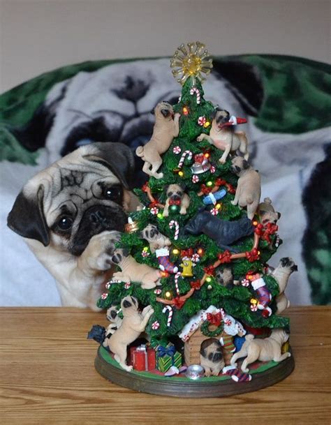 Need this tree -Pug Puppy Fascinated By #pug Christmas Tree | Pugs, Pug ...