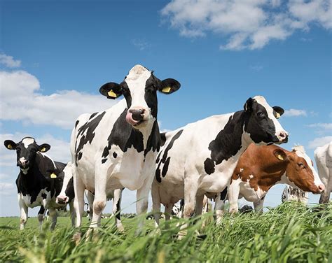 5 Conservation Practices on Dairy Farms — New York Dairy