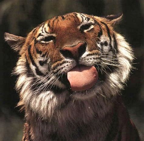 30 Cute And Hilarious Animals With Their Tongues Sticking Out ... Animals Images, Animal ...