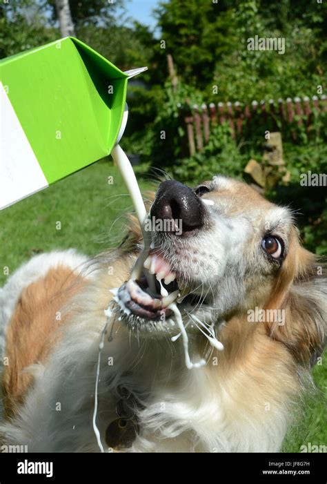 Borzoi dog drinks milk from the bottle. The dog does not want to get her nose wet, and bends it ...