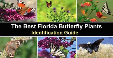 25+ Butterfly Host Plants Florida - NilsSyrena