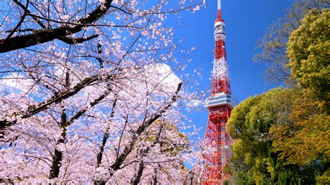 Follow the Cherry Blossom Trail: Tokyo’s 10 Best Sakura Viewing Spots