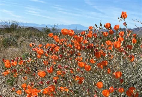 Wildflower Nature Walks — Friends of the Desert Mountains