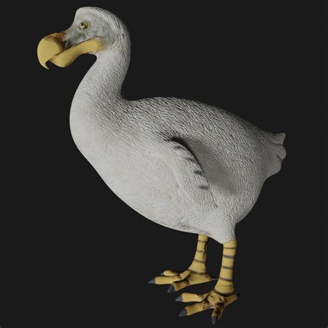 3D Realistic Dodo Bird Model - TurboSquid 1681420