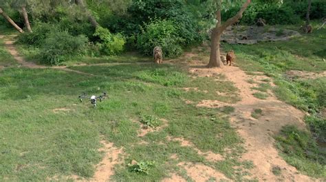 Behind The Scenes Shooting of Wildlife Bear Documentary, Another Drone ...