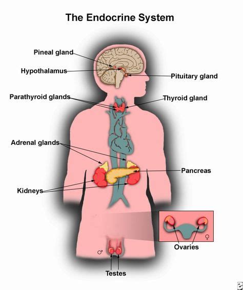 Human Endocrine System Diagram . Human Endocrine System Diagram Human Endocrine System Diagram ...