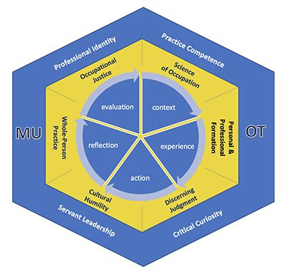 Curriculum // Occupational Therapy // Marquette University