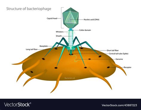 Bacteriophage and bacterial cell structure Vector Image