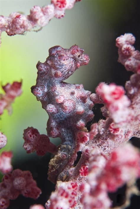 Seahorse camouflage stock image. Image of water, fish - 21461971