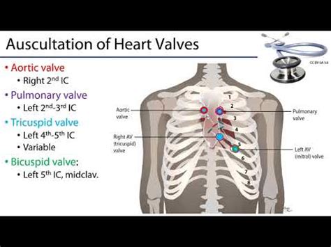 Cardiac Auscultation - YouTube