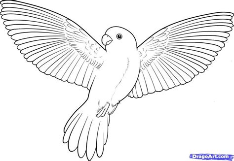 Bird Coloring Pages | How to Draw a Flying Bird, How to Draw a Bird | Bird sketch, Flying bird ...