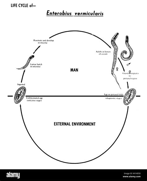 Pinworm Life Cycle