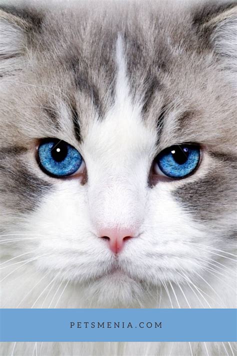 White Cats With Blue Eyes Breed | Care About Cats