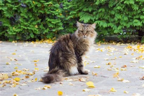 Your Maine Coon Doesn't Purr? (7 Possible Reasons) - MaineCoon.org