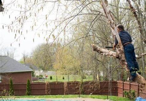 Professional Tree Trimming Services by Woodlands Arborist