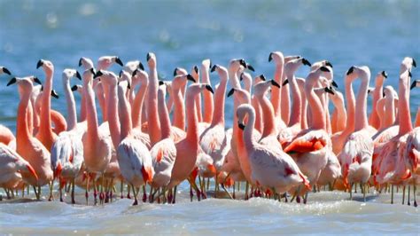 Protect Ansenuza National Park's Flamboyant Flamingos | Not Your ...