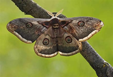 Interesting Information & Facts About Moth For Children