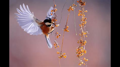 Birds Singing in the Rain. Sound of Rain-Relaxation-Mindfulness ...