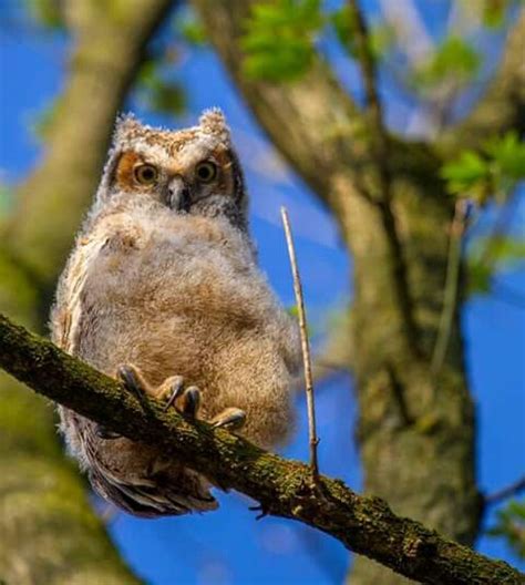 Baby Great Horned Owl, 1st day out of the nest (With images) | Cute ...