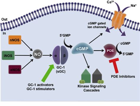 Figure 2 from The nitric oxide-guanylate cyclase pathway and glaucoma ...