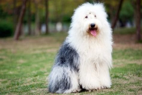 Old English Sheepdog - Ultimate Guide [Personality, Trainability, Health]