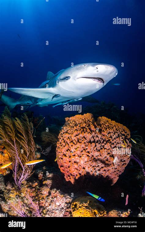 Lemon shark around the Bahamas in Tiger Beach Stock Photo - Alamy