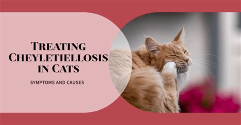 Treating Cheyletiellosis in Cats - BEACONPET