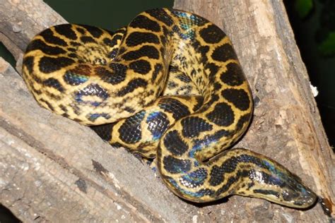 Yellow Anaconda Facts, Habitat, Temperament, Lifespan, Diet, Pictures