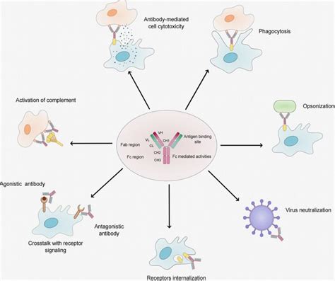 Overview of the natural function of antibodies; [16]. | Download ...