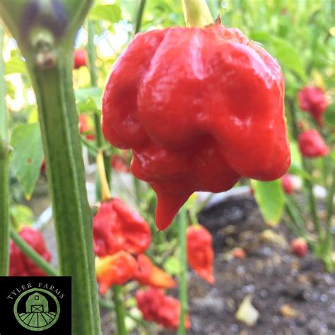 Trinidad Scorpion Butch T Pepper Seeds | Tyler Farms