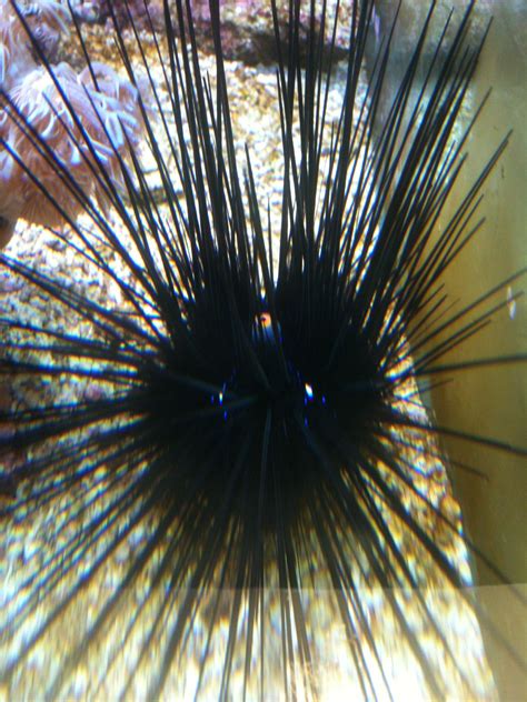 Spike - Black Sea Urchin | Black sea urchin, Black sea, Fish tank